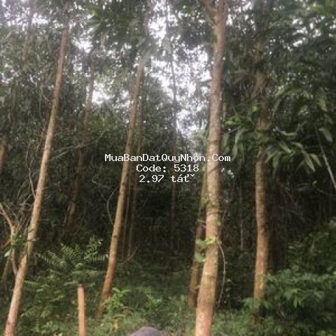 Bán 90000m2 đất trồng keo sang năm thu hoạch được Bán 90000m2 đất trồng keo sang năm thu hoạch được