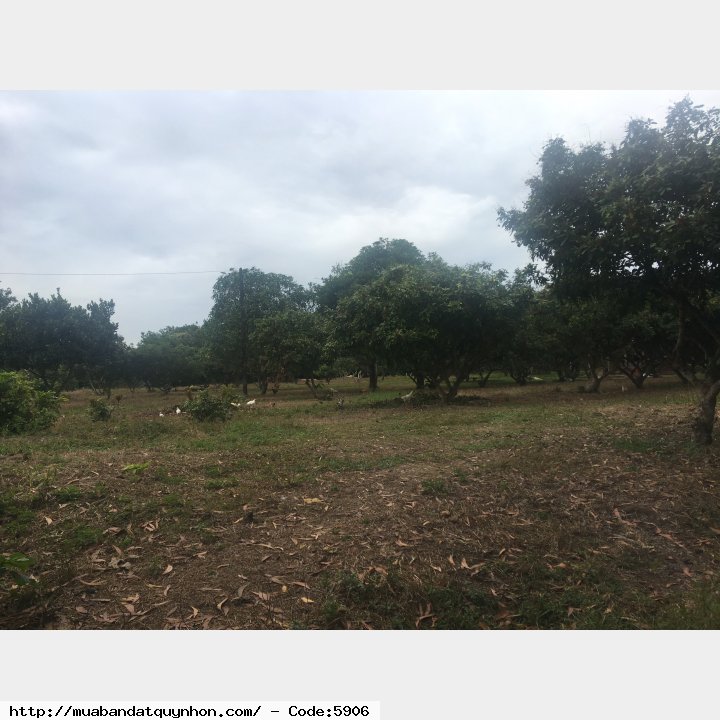 Cần bán gấp 23.000m2 (2.3ha) đất Củ Chi - TP.HCM có 9000m thổ cư giá bán 160 tỷ có tl thêm Cần bán gấp 23.000m2 (2.3ha) đất Củ Chi - TP.HCM có 9000m thổ cư giá bán 160 tỷ có tl thêm