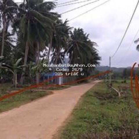 Cần tiền bán lô đất ở tại phù mỹ-bình định