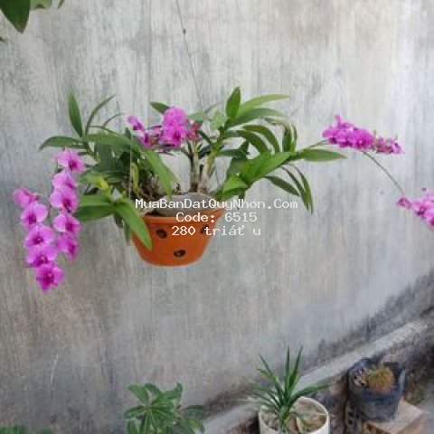 đất đấu cần sang phiếu