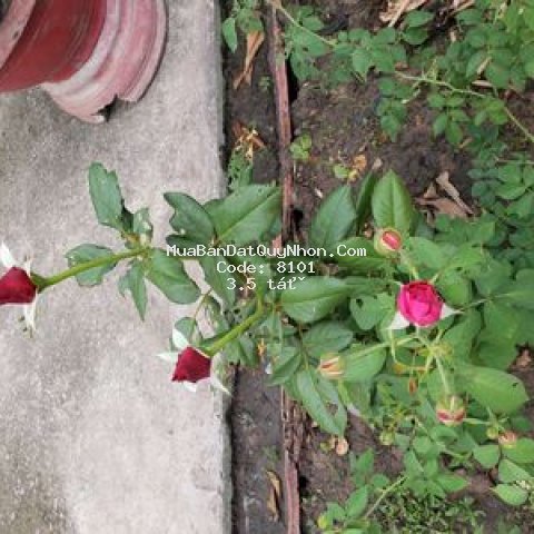 Chính chủ bán đất đường lê đại hành, quy nhơn