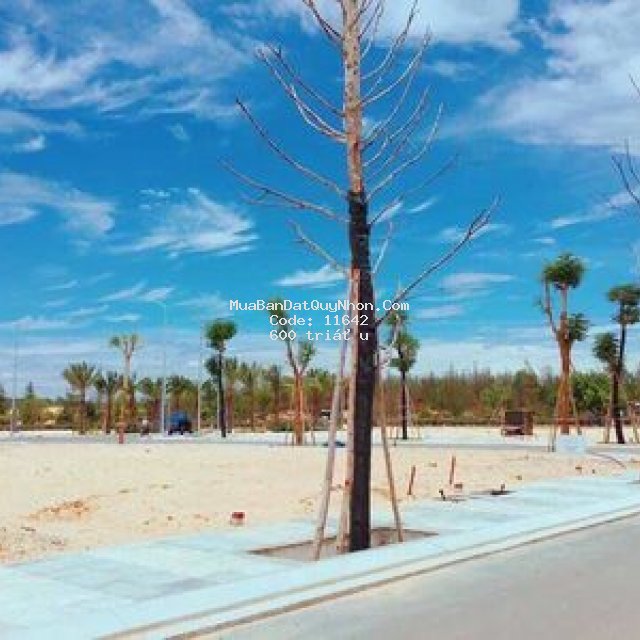 đất dự án qui nhơn
