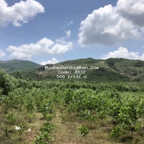 đất thành phố qui nhơn 10000m²