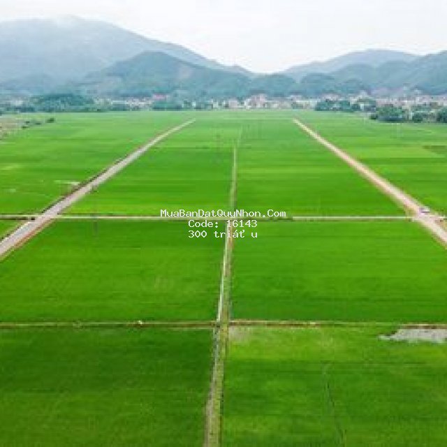 Bán 600m2 đất ruộng tại quy nhơn