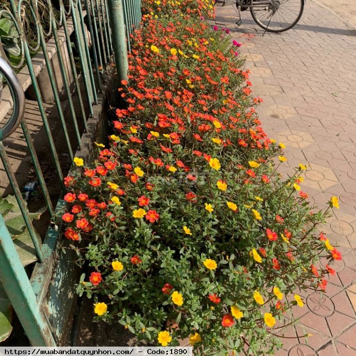 Chính chủ cần bán nhà mặt tiền Đường Trần Phú thị trấn Diêu Trì, quốc lộ 1a dt 146m2 hướng đông, giá chỉ 6 tỷ có thương lượng Chính chủ cần bán nhà mặt tiền Đường Trần Phú thị trấn Diêu Trì, quốc lộ 1a dt 146m2 hướng đông, giá chỉ 6 tỷ có thương lượng