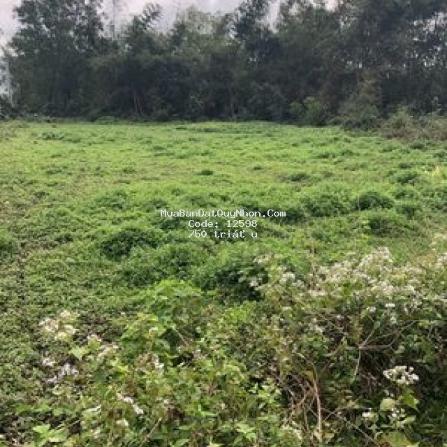đất vườn
