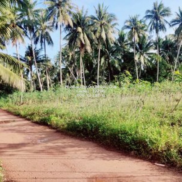 Lô đất đường bê tông 4m tx hoài nhơn