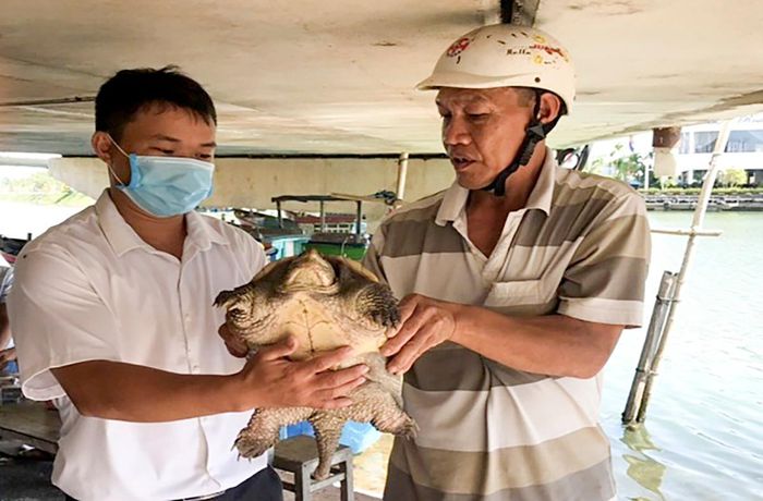 [TIN TỨC] RÙA CÁ SẤU QUÝ HIẾM XUẤT HIỆN Ở BÌNH ĐỊNH